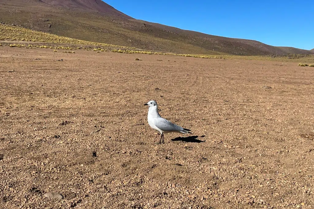 Puna gull - unexpected widllife in the Atacama Desert