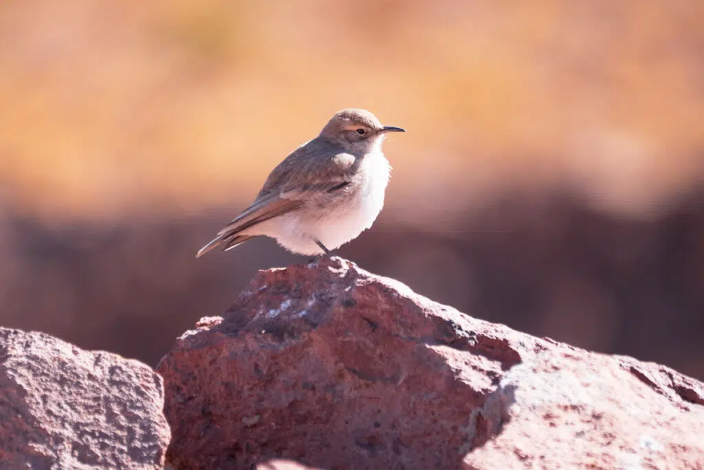 Puna miner - animals in the Atacama desert