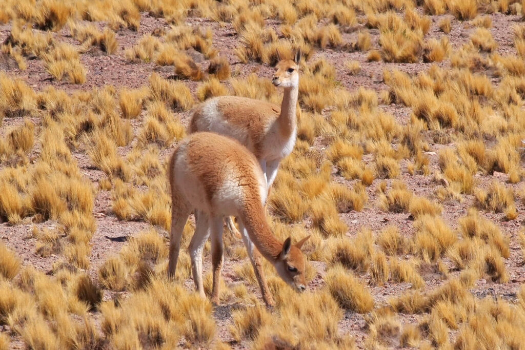 Vicunas are ubiqutous representatives of Atacama desert wildlife