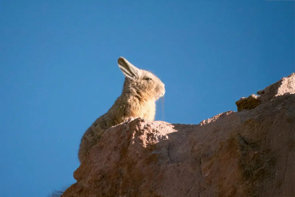 Viscacha is one of the animals in the Atacama desert