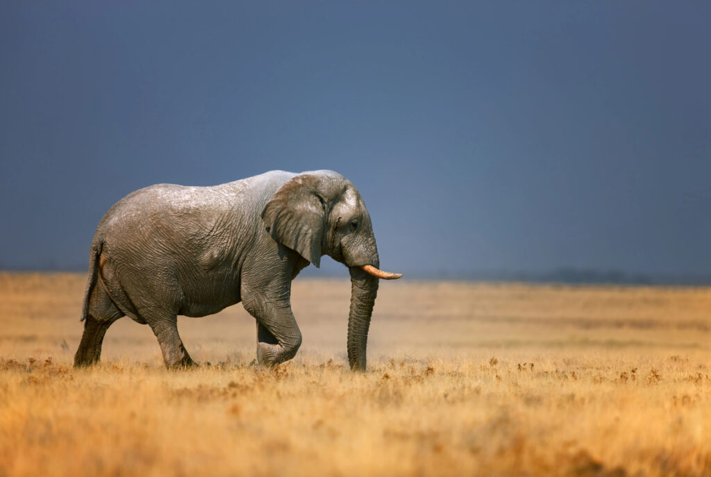 Types of elephants - African savannah elephant
