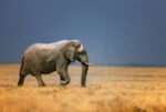 Types of elephants - African savannah elephant