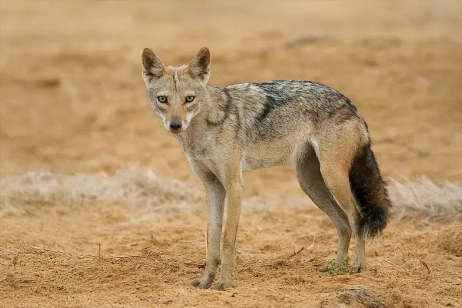 African wolf