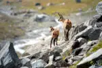 Best national parks in Italy for spotting wildlife - chamois in Gran Paradiso