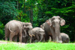Asian Elephants in Khao Yai National Park - types of elephants
