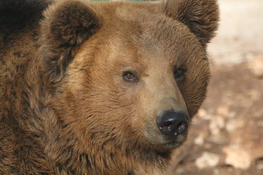 wildlife in italy's national parks - Marsicano brown bear in Abruzzo