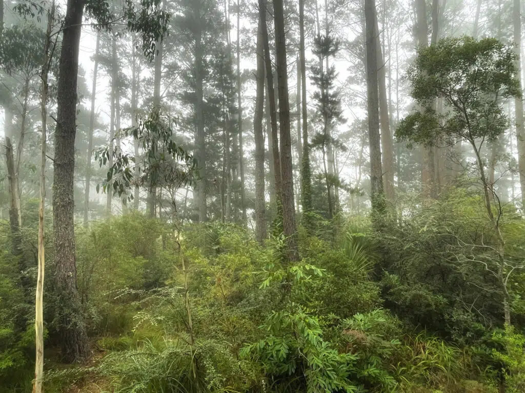 Blue Mountains getaway into the forest