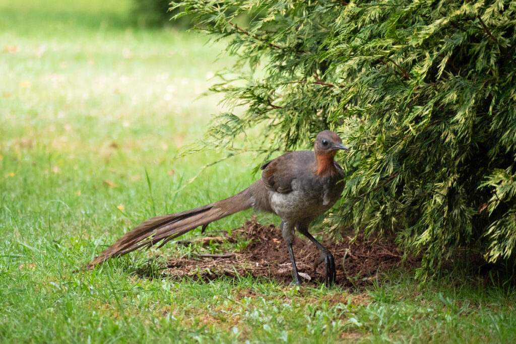 Lyrebird spotted on a Blue Mountains getaway