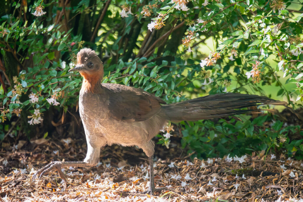 Lyrebird in Blue Mountains