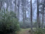 Blue Mountains getaway - rain in the forest