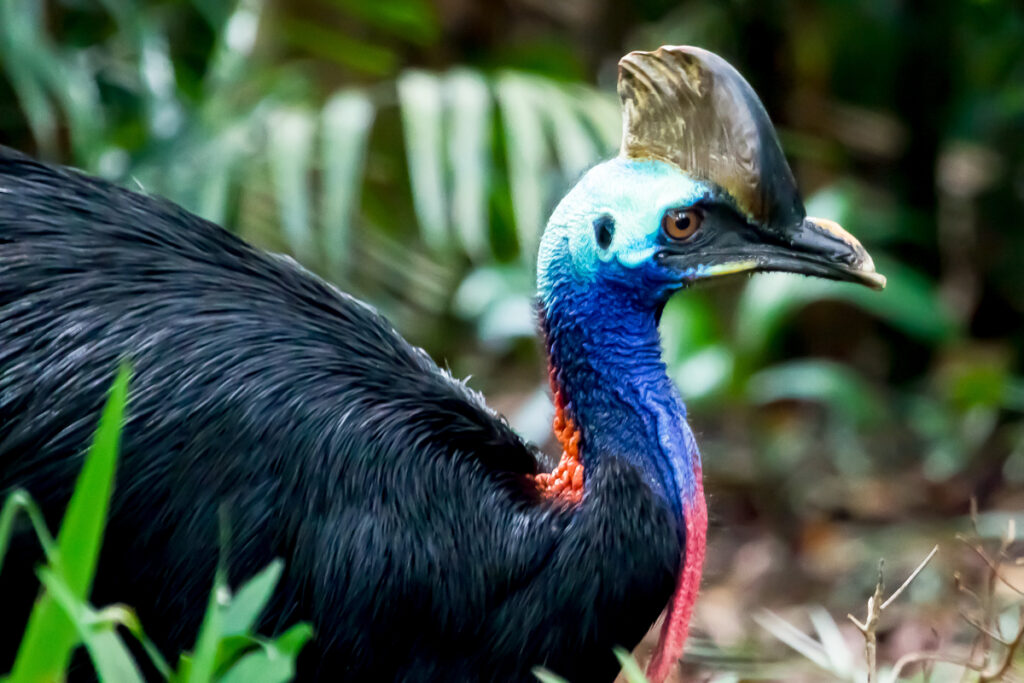 Cassowary