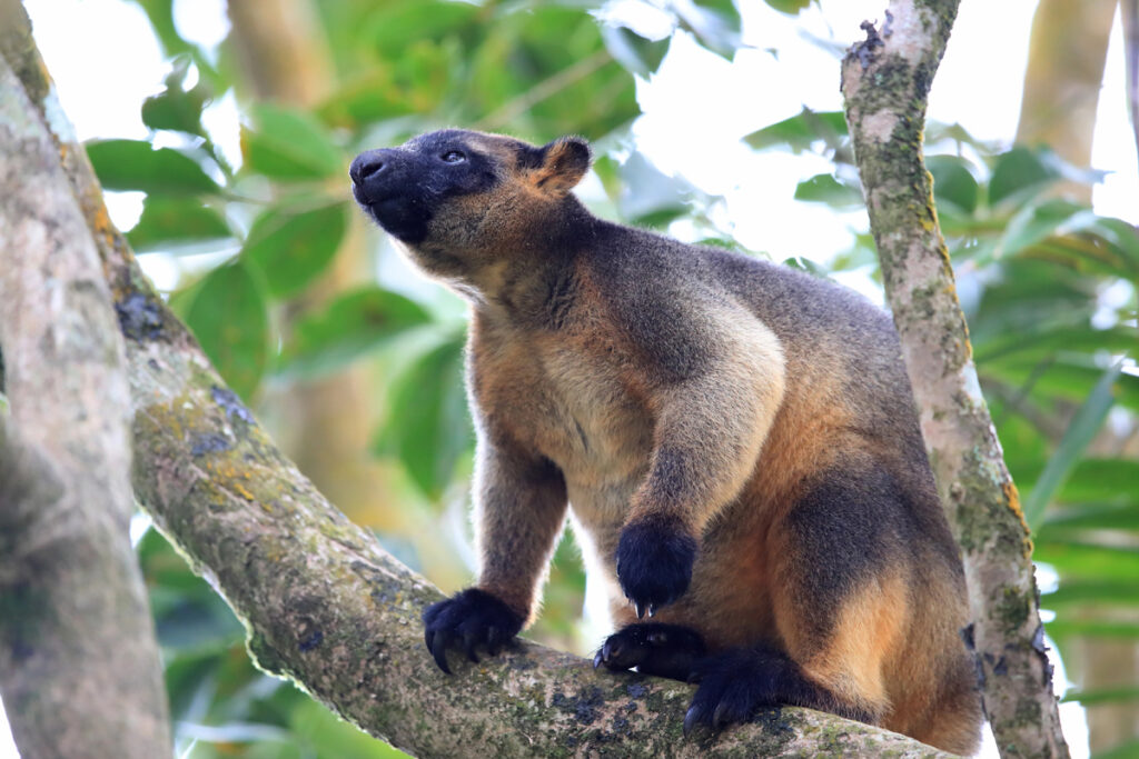 Lumholtzs tree kangaroo