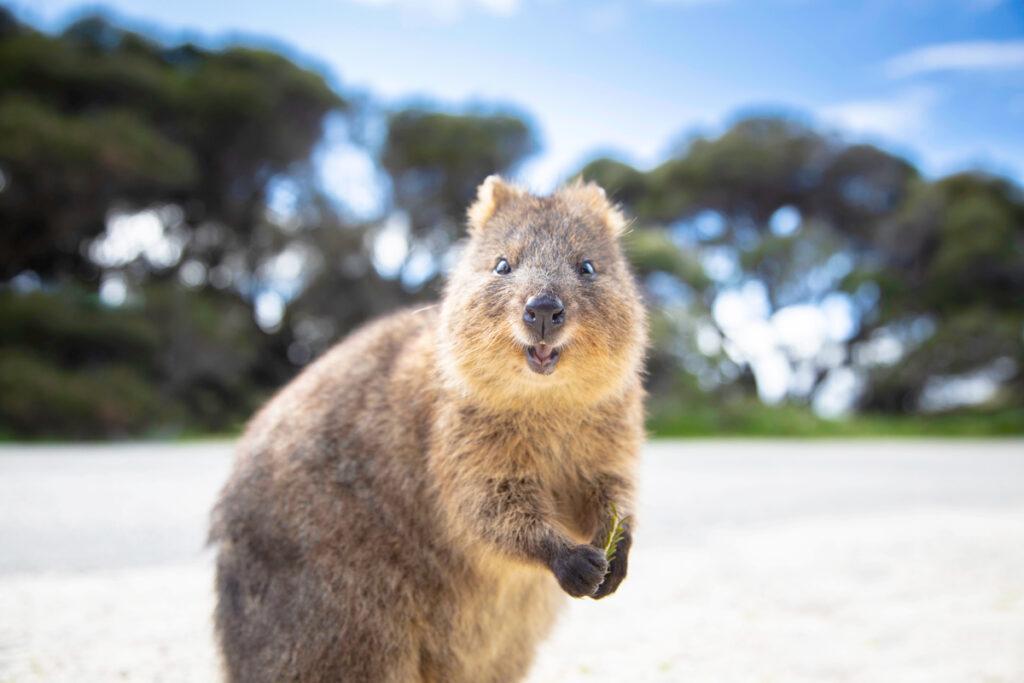Quokka on Rottnest island