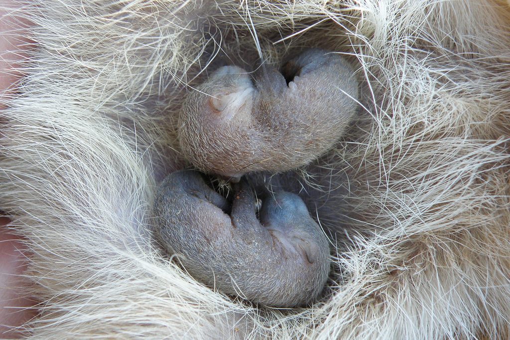 Numbat pouch young