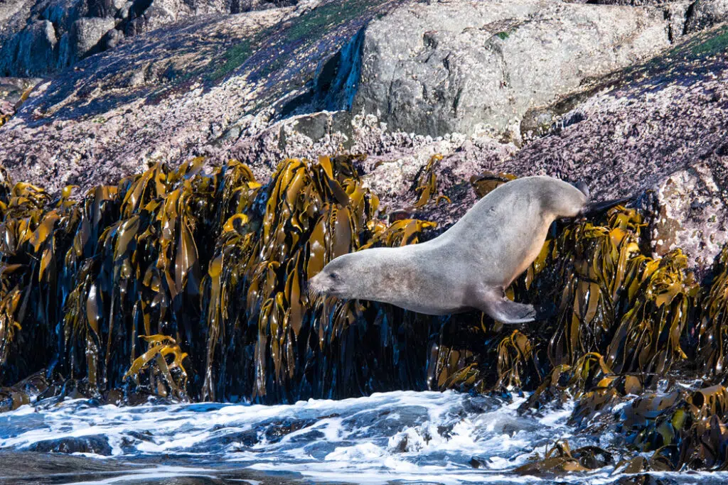 Australian fur seal on Tasman Peninsula cruise