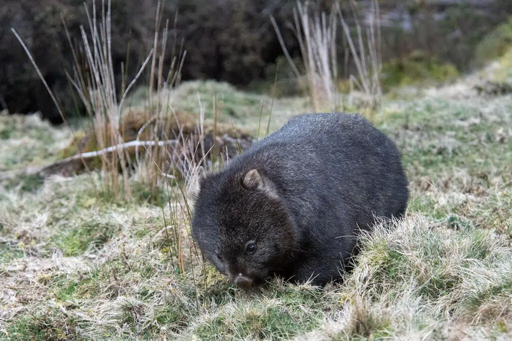 Common wombat in Cradle Mountain