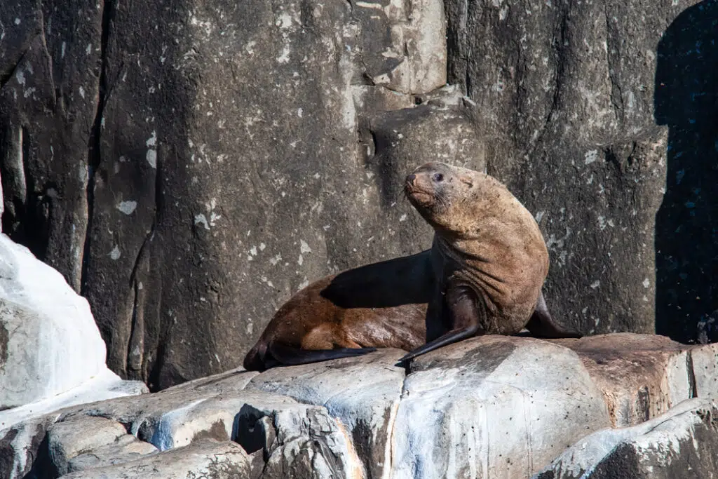 Australian fur seal on Tasman Peninsula cruise
