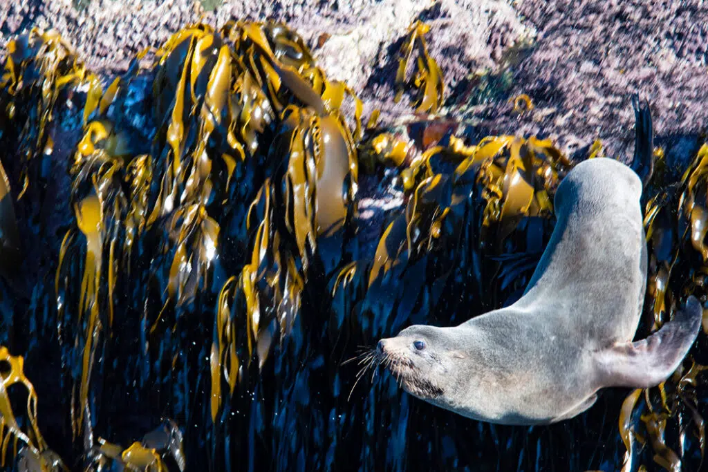 Australian fur seal on Tasman Peninsula cruise