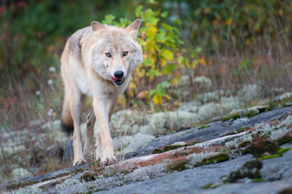 Eastern wolf