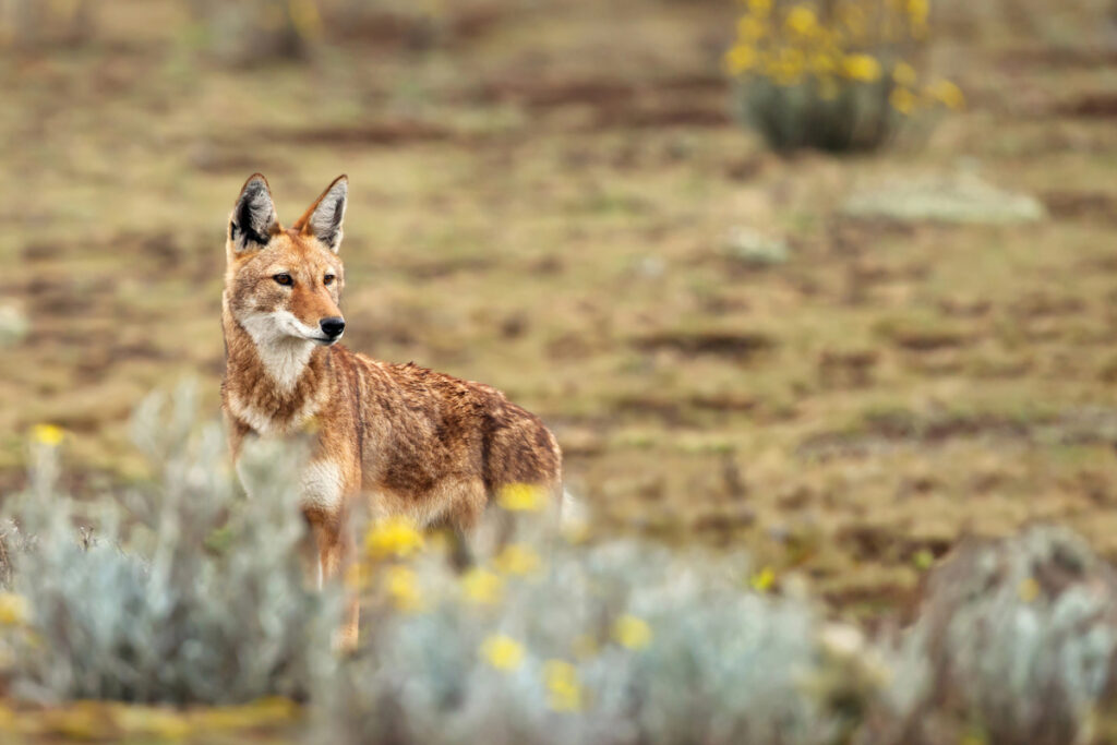 Ethiopian wolf