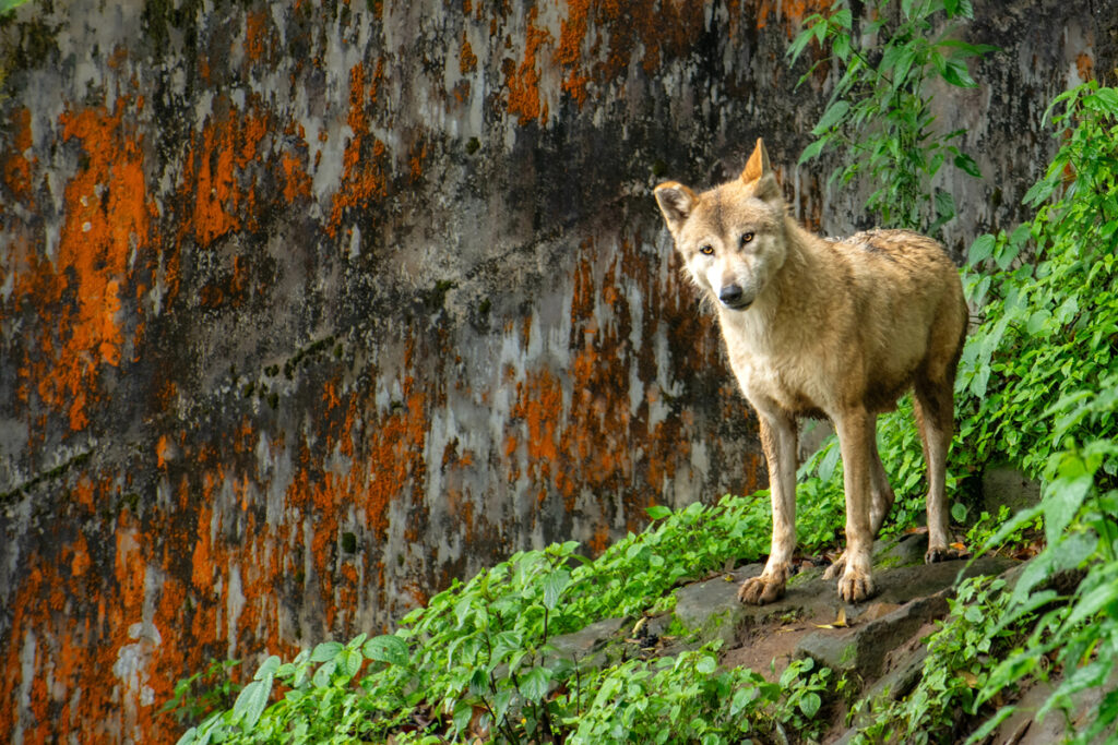 Himalayan wolf