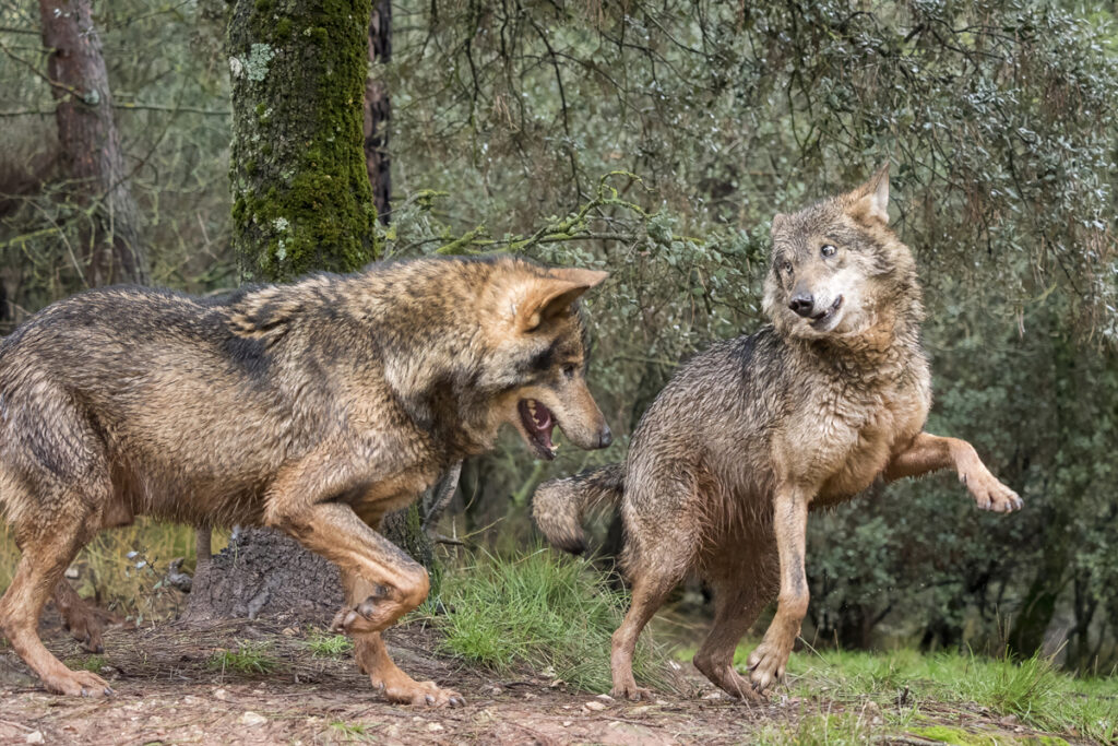 Rare types of wolves - Iberian wolves courting