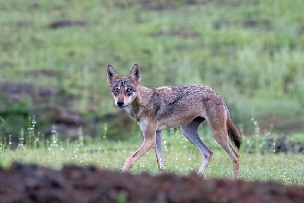 Indian wolf