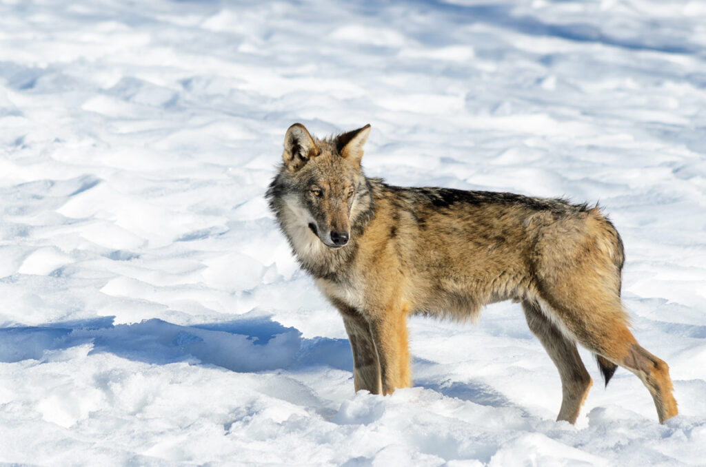 Italian wolf