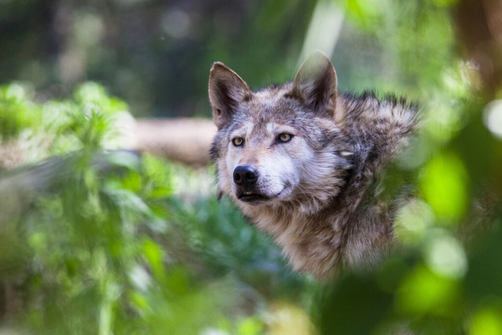 Mexican wolf