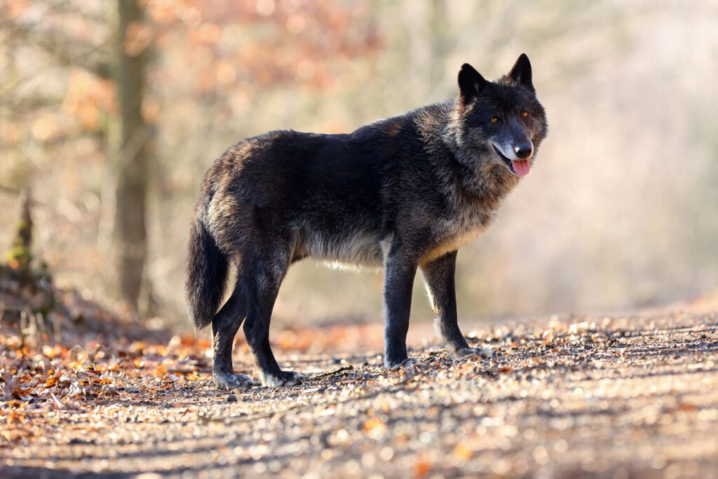 Types of wolves - the amazing northwestern wolf