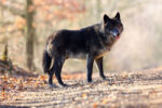 Types of wolves - the amazing northwestern wolf