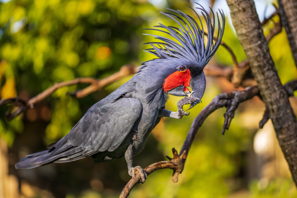 Austrailan parrots - Palm cockatoo
