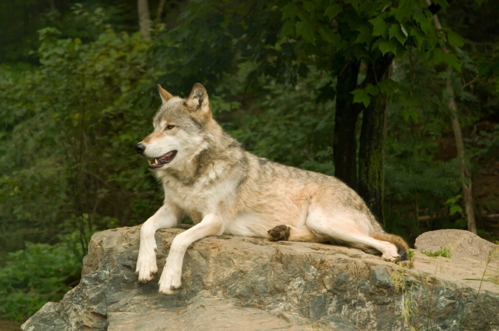 Plains wolf