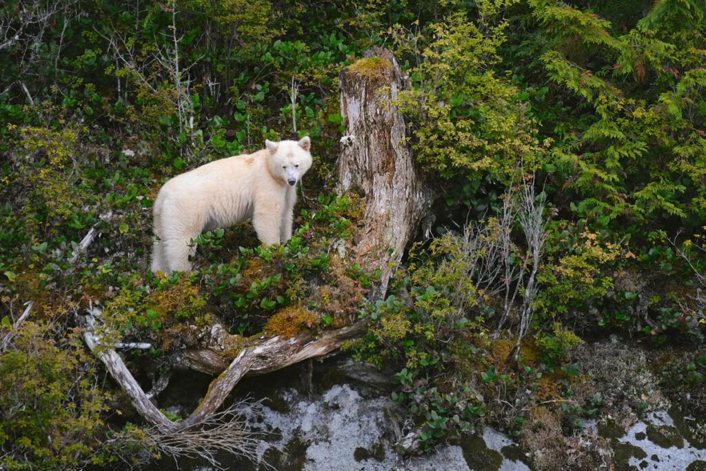 Types of bears - Spirit bear