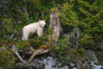 Types of bears - Spirit bear