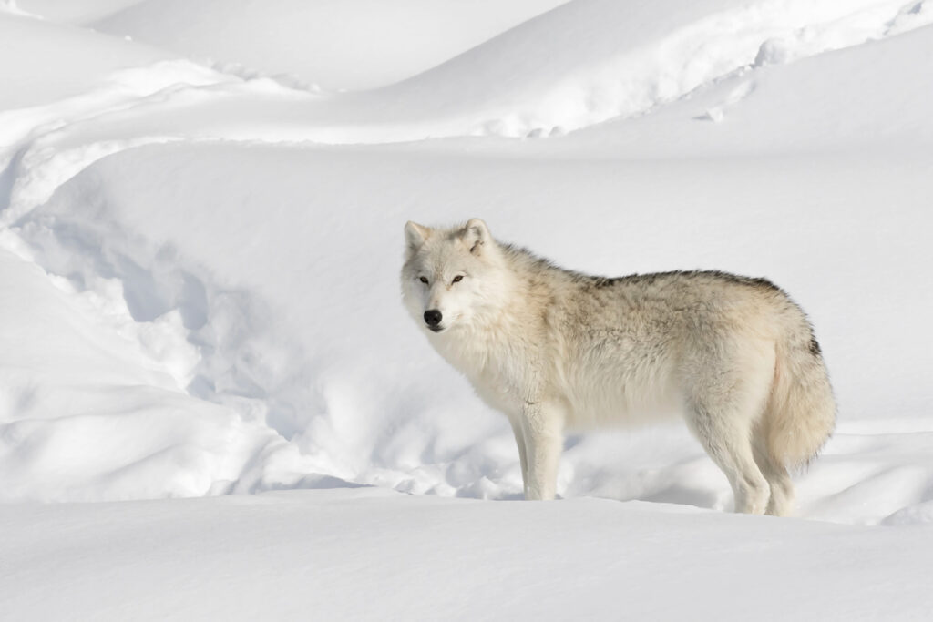 Arctic wolf