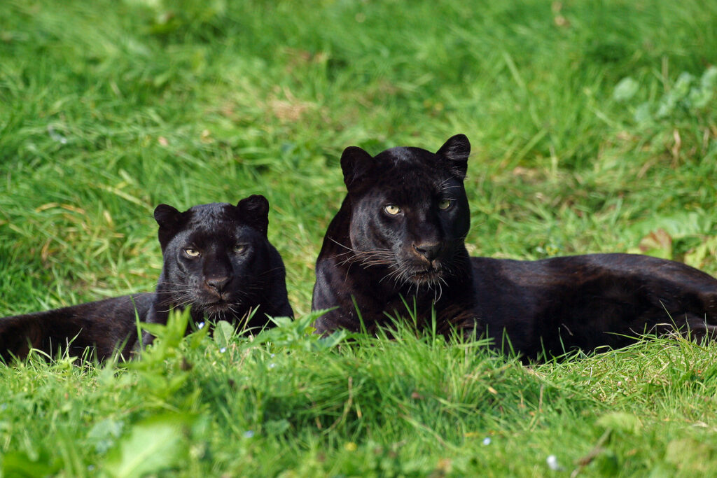 Black leopard