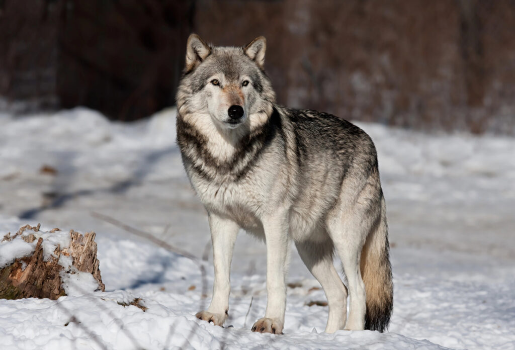Grey wolf