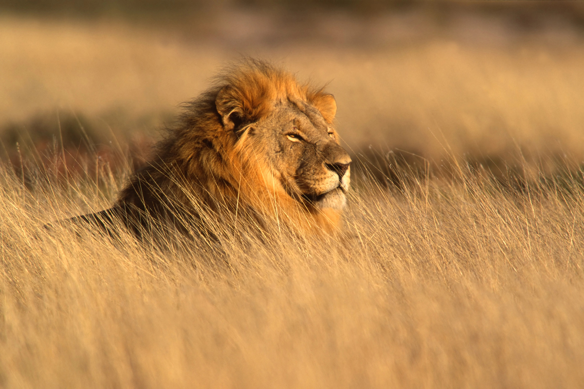 African Lion